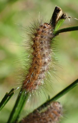 Réf. 264 264 : Spilosoma lubricipeda